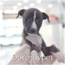 온양애견미용 | 온양강아지분양 애교가 철철 넘쳐요