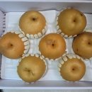 김치용 파지배 라고 해서.. 이미지