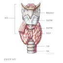 이롬황성주생식구리중앙 | 갑상선기능저하증 항진증 증상-환자혁명 중에서