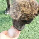 멍.슈슈 | 240615 / 시흥 애견카페 멍슈슈 대만족 후기 🐺 (견종차별없음 / 진도,진도믹스,중형견,대형견 가능)