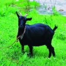 충남농원염소 이미지