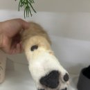 베베몽몽