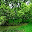 우포따오기 사진전 이미지