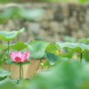 6445, 돗-단배 되고 싶-어.. 이미지