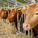 보령축산 이미지