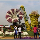 인천 드림파크 국화축제 이미지