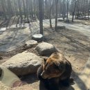 피터팬랜드 어린이집 | 에버랜드 불꽃놀이 명당 &amp; 신규 사파리 후기 | 4월 '빛의 수호자들'과 사파리 월드 더 와일드 꿀팁