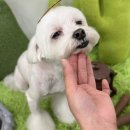 뽀짝뽀짝 애견 미용실 이미지