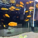 어항 세탁소 이미지