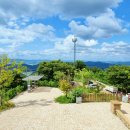 미루나무 이미지