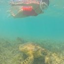 (주)아주투어 | 발리 길리섬 거북이 스노쿨링 프라이빗 투어 주나투어 후기 예약 방법