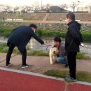 마당개 이미지