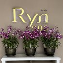 RYN | 태국 여행 푸켓 스파 마사지 추천, Ryn Spa