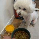 골디리 | 골디리 수제 화식 리뷰 🐶 우리 강아지를 위한 건강한 수제 화식!