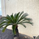 하솜별담 이미지