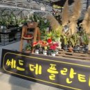 쎄드데플란타 이미지