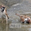참새PC 이미지