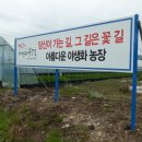 그꽃길 이미지