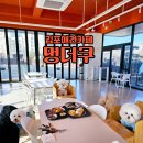 세광유치원 | 멍더쿠 김포 대형 실내 애견카페