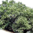 상정2구 이미지