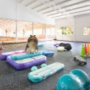 용문 애견 이미지