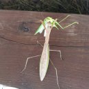 숲속다람쥐펜션 이미지