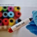 생명의줄기 이미지