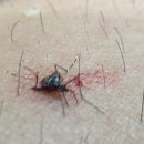 부티아블랙 이미지