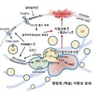 법인두머리