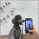 우리 펫 살롱 이미지