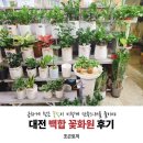 가야꽃화원 | 급하게 찾은 꽃집이 이렇게 만족스러울 줄이야 _ 대전 백합꽃화원 후기