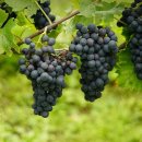 가락농장 이미지