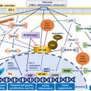 Re: 녹용 extract ..녹용 발효탐구!! 이미지