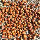 그린시티 | 애견 동반 첫 캠핑 후기 대둔산 그린시티 캠핑장