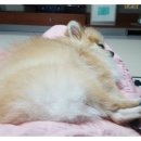 트윈스와플