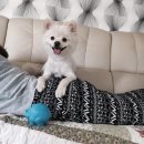 강아지 호텔 이미지