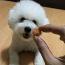 대전 뭉앤쿡 수제간식 후기