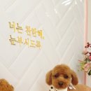 눈이부시개 이미지
