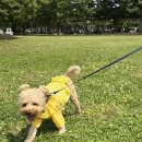 산책가개 이미지