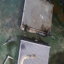 국제라지에타 이미지