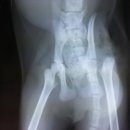 안정현동물병원 이미지