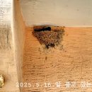 제비 이야기 이미지