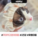 신항묘 | 창원 고양이 무마취 미용 | 유월이 묘생 첫 미용 뽀득냥에서 받은 내돈내산 찐 후기