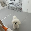 멍멍깍까 이미지