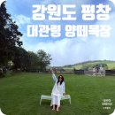 우산목장 | 강원도 평창 여행 아기랑 가볼 만한 곳 대관령 양떼목장