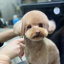 The dog 애견미용샵 이미지