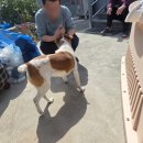 2652 | 웃는 모습이 사랑스럽던 돌돌이 입양 후기 🐶💛