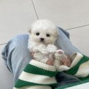 부산애견호텔 강아지유치원 펫퍼센트&코모네하우스 이미지