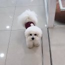 멍야옹실 이미지