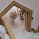 스마일댕 이미지